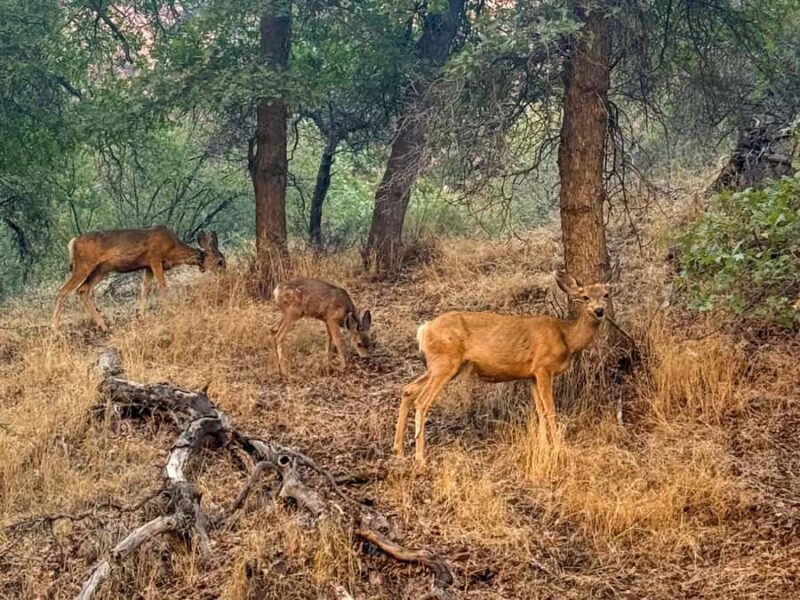 Zion National Park: Half-Day Hiking Tour with Guide - Final Thoughts: Is This Tour Worth It?