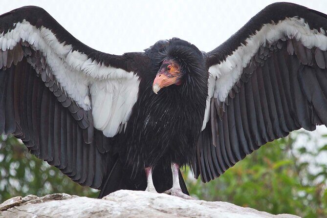 Zion National Park Limited Edition Bird Watching Tour - Introduction