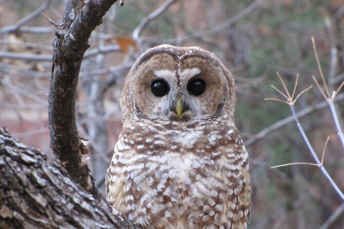 Zion National Park Limited Edition Bird Watching Tour - Key Points