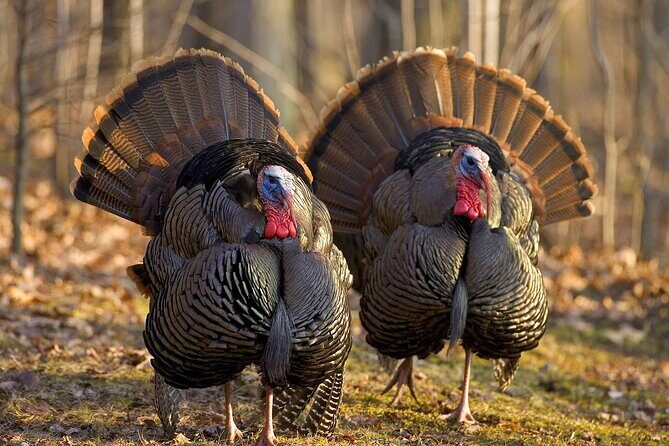 Zion National Park Limited Edition Bird Watching Tour - Who Is This Tour Best Suited For?