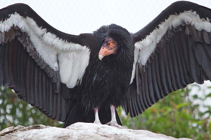 Zion National Park Limited Edition Bird Watching Tour - The Sum Up