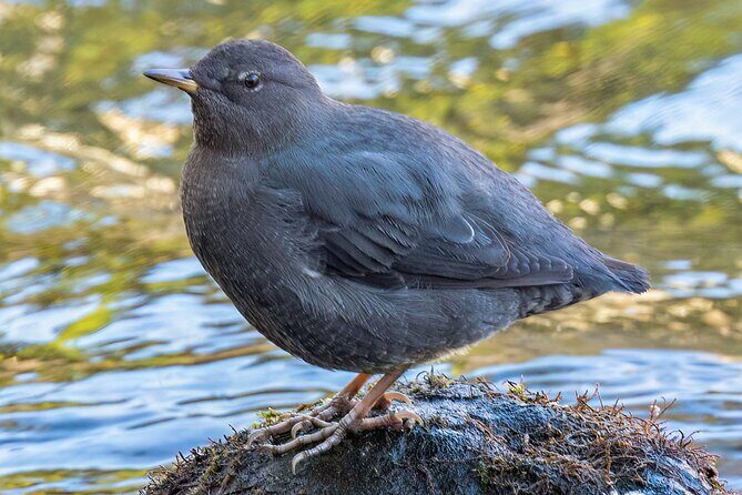 Zion National Park Limited Edition Bird Watching Tour - FAQ