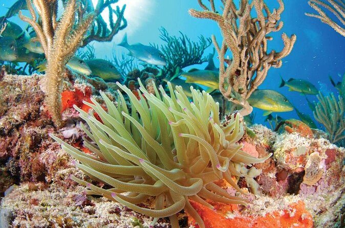 Ziplines Snorkeling and Cavern Adventure in Riviera Maya - Final Thoughts: Is This Tour Worth It?