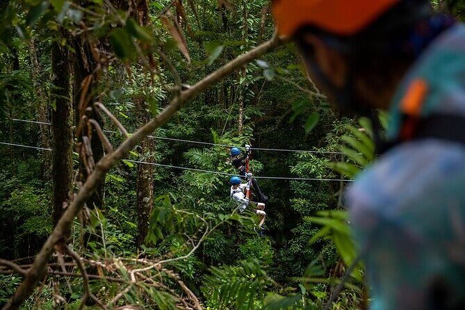 Ziplining Cape Tribulation with Treetops Adventures - The Experience: What to Expect
