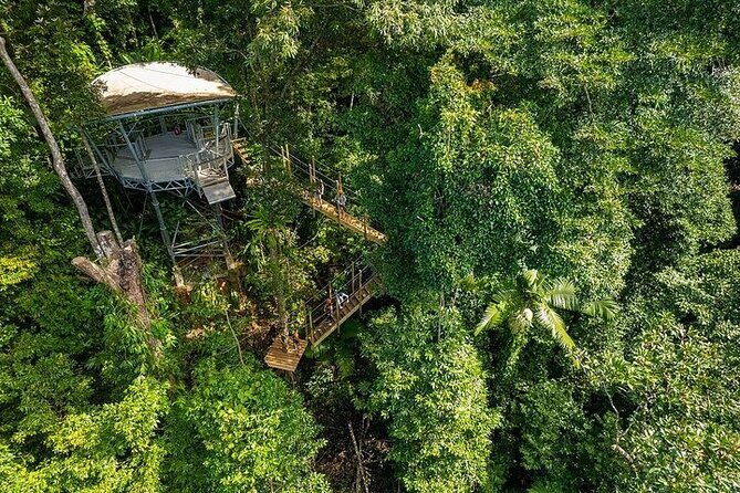 Ziplining Cape Tribulation with Treetops Adventures - Practical Details: How the Tour Works