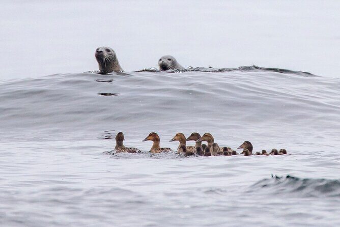 Zodiac Coastal Tour with Naturalist Guide: Lunenburg - Final Thoughts
