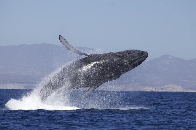 Zodiac Whale-Watching Adventure in Los Cabos - What Makes This Tour Stand Out