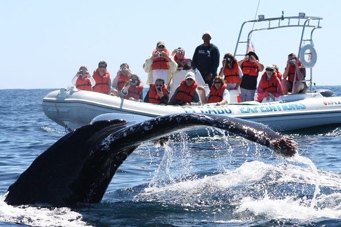 Zodiac Whale-Watching Adventure in Los Cabos - Practical Tips for Booking and Enjoying