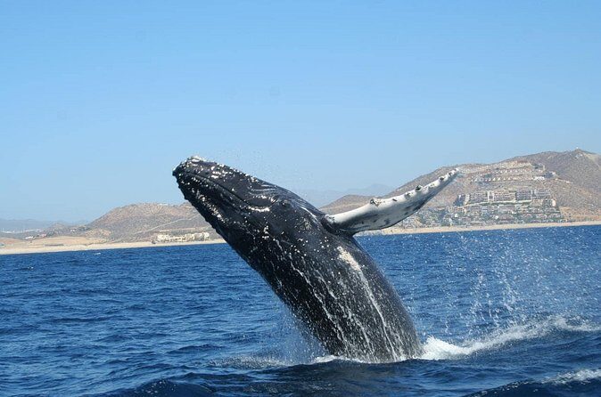 Zodiac Whale-Watching Adventure in Los Cabos - Who Should Take This Tour?
