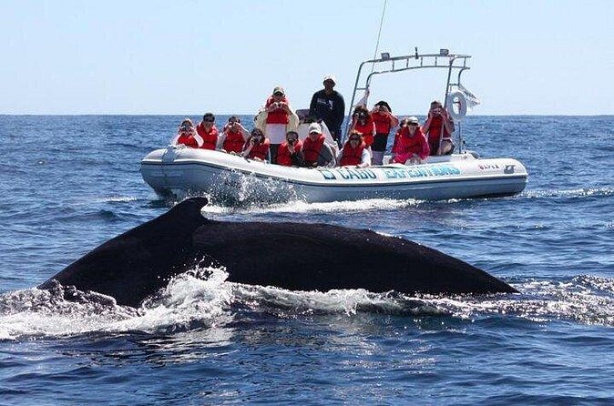 Zodiac Whale-Watching Adventure in Los Cabos - FAQ