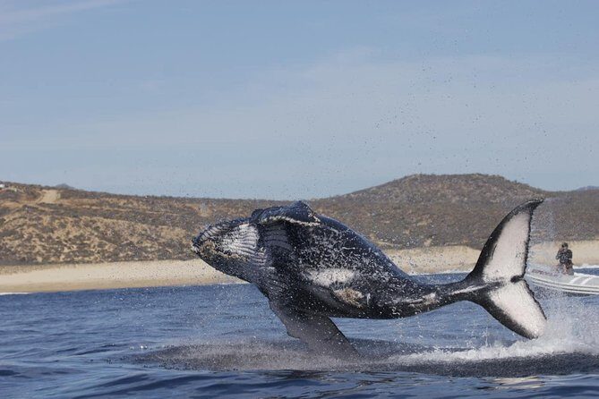 Zodiac Whale-Watching Adventure in Los Cabos - Final Thoughts