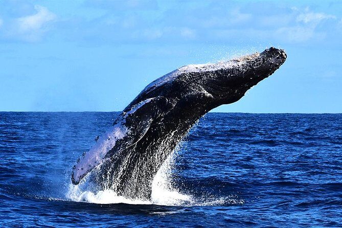Zodiac Whale Watching Adventure - Incl FREE photos - The Reviews: What Travelers Say
