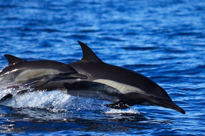 Zodiac Whale Watching Adventure - Incl FREE photos - The Downsides