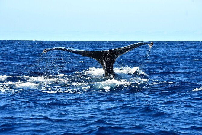 Zodiac Whale Watching Adventure - Incl FREE photos - Who Is This Tour Best For?
