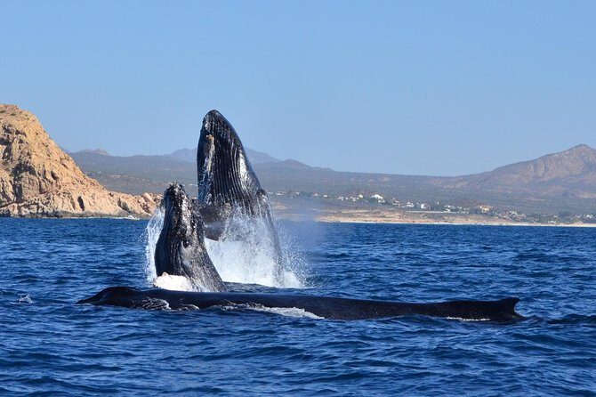 Zodiac Whale Watching Adventure - Incl FREE photos - Final Thoughts