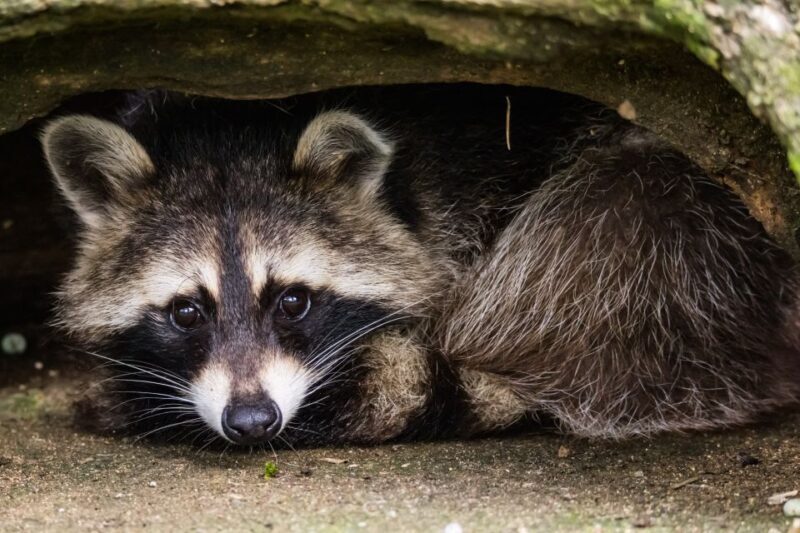 Zoo al Maglio: 1-Day Ticket for the Jungle of Ticino - Key Points