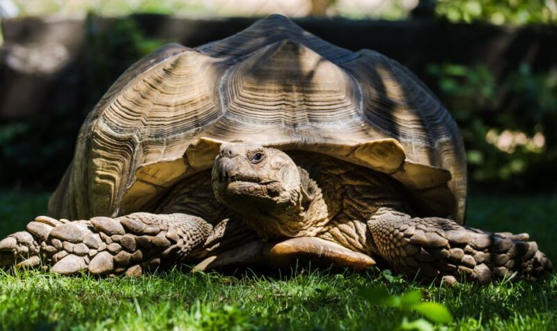 Zoo al Maglio: 1-Day Ticket for the Jungle of Ticino - An In-Depth Review of Zoo al Maglio