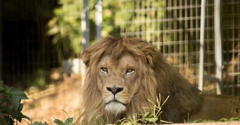 Zoo al Maglio: 1-Day Ticket for the Jungle of Ticino - Final Thoughts