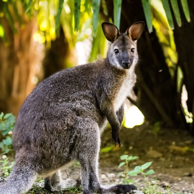 Zoo al Maglio: 1-Day Ticket for the Jungle of Ticino - FAQ