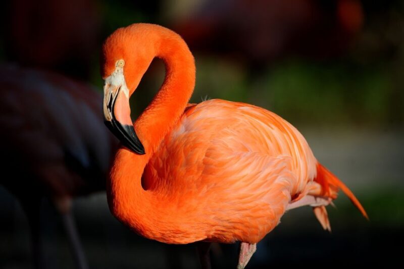 Zoo Miami: General Admission Ticket - Final Thoughts