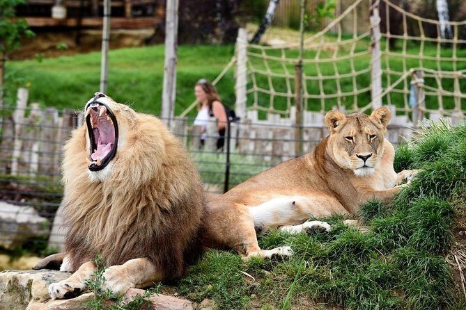 Zoo Of Beauval - Private Trip - An In-Depth Look at the Experience