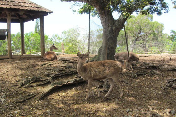 Zoological and Forestry Park Admission Ticket - Final Thoughts