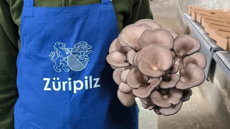 Zurich's best-kept secret: the hidden world of mushrooms! - Key Points