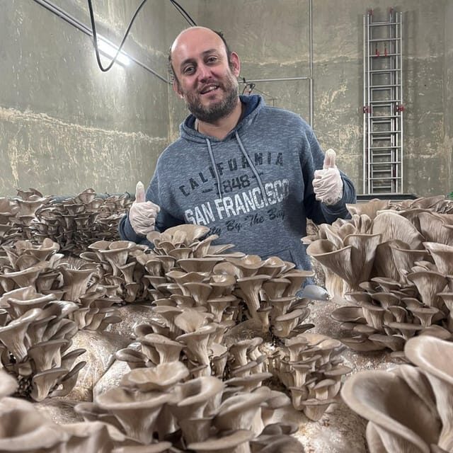 Zurich's best-kept secret: the hidden world of mushrooms! - Introduction to Zurich’s Secret Mushroom World