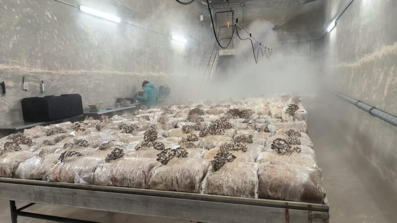 Zurich's best-kept secret: the hidden world of mushrooms! - The Experience of Visiting the Disused Water Reservoir