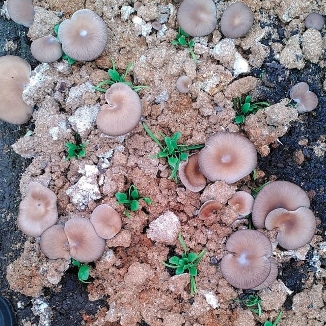 Zurich's best-kept secret: the hidden world of mushrooms! - The Practical Details