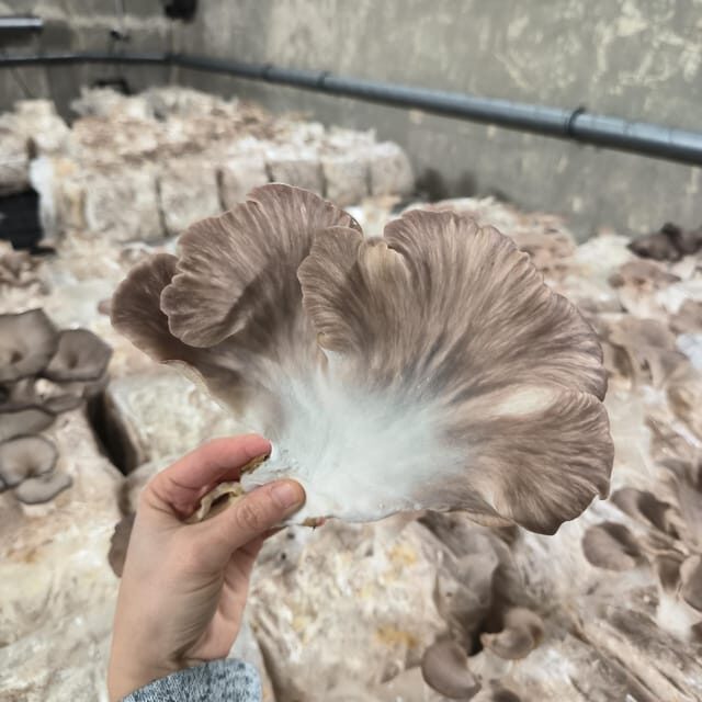 Zurich's best-kept secret: the hidden world of mushrooms! - The Sum Up